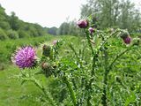 Distel, krul-